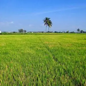 Farm Land